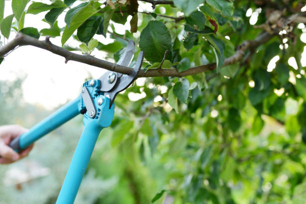 Best Arborist Services Near Me  in Moundville, AL